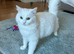Persian kittens. Beautiful doll faced