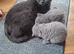 Pedigree British short hair kittens for sale