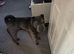 shar pei