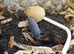 Small Colony of Rough Woodlice (Porcellio Scaber) + you will get a small amount of White Springtails with your Isopods too