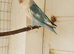 Lovebird for sale