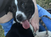 Lurcher x Welsh collie cross 5 month old girl