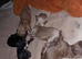 Quality true Toy Asian teddy bear brown ,tanned Maltipoo Puppies Just arrived