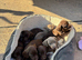 Beautiful short haired short legged dashhounds