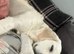 8 month old golden retriever