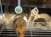 17 week old female Syrian hamster