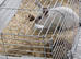 Free Rabbit
