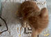 Full ginger boy kiten