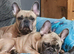 Beautiful merle male frenchie