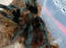 Tliltocatl vagans (Campeche), Mexican redrump. 3 1/2" inches #02
