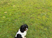 Cavapoo