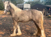 Silver dapple colt