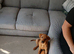 Labrador for sale