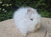 STUNNING TEDDYDWERG BOY- PARENTS IMPORTED FROM EUROPE