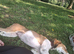 Beautiful saluki male