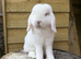 Pure bred mini lop buck