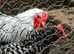 Bantam Blue Pencilled Wynadotte Pullet Cockerel