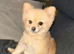 Female Pomeranian