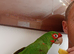 Pickle is looking for a new home