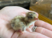 Day old quail chicks