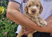 Beautiful Cockerpoo Puppies