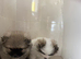Beautiful Pomeranian Pups