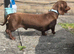 Dachshund male for sale