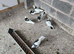 Iranian pigeons