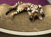 Pure bred Glitter Coat Bengal