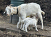 Baby&rsquo;s 10 weeks old goats boy in tacked and little girl goats for sale mum is toganburge
