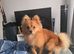 Pomeranian fox face boy