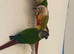Conures