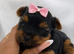 Two Beautiful Yorkshire Terrier Boys