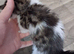 Lovely little boy kitten