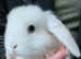Mini lop