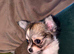 Longcoat teacup chihuahua
