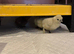 Silkie chicks for sale