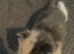 3 female kittens ready to be rehomed 4 weeks