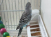 Budgies bw split bf split bw