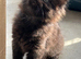 Beautiful Kittens Ready Now