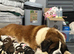 We have a amazing litter of Saint Bernards
