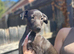 Lurcher puppies for sale