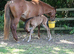 Broodmare