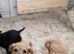 7 cavalier King Charles puppy&rsquo;s