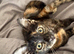 Tabby girl