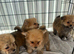 3 Adorable Pomapoo Puppies