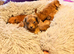 Pomeranian cross Chihuahua puppies