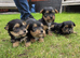 Yorkshire terrier biewer puppies for sale