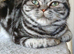 Bsh. Silver Tabby. ACTIVE/Nonactive. TICA
