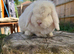 Mini lops ** Please read**